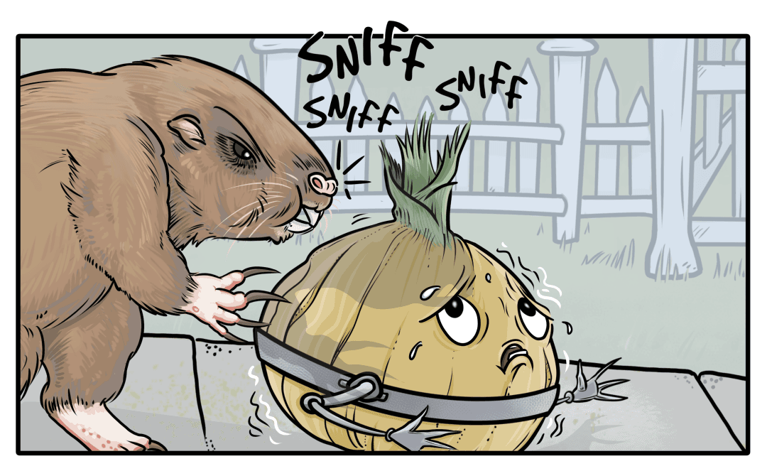Onions & Gophers image number 2